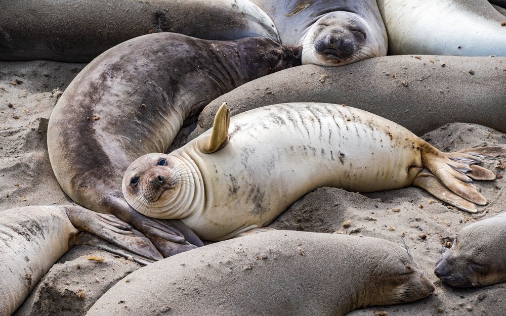 Close view of a cute seal at Elephant Seal Vista Point