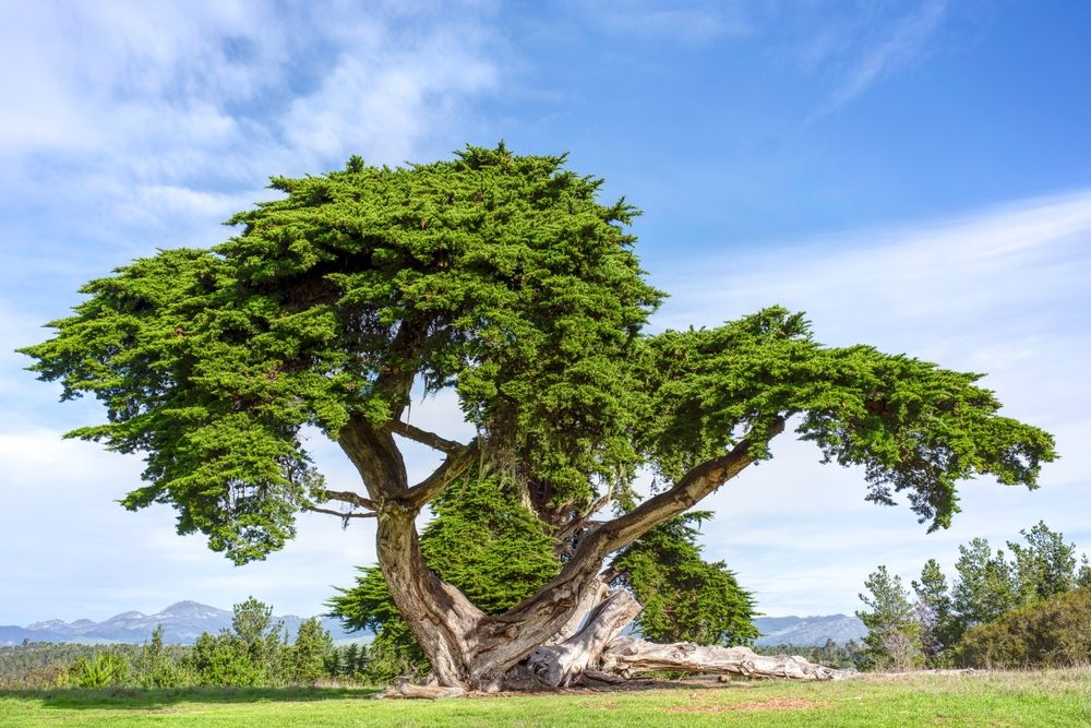 A tree at Fiscalini Ranch Preserve