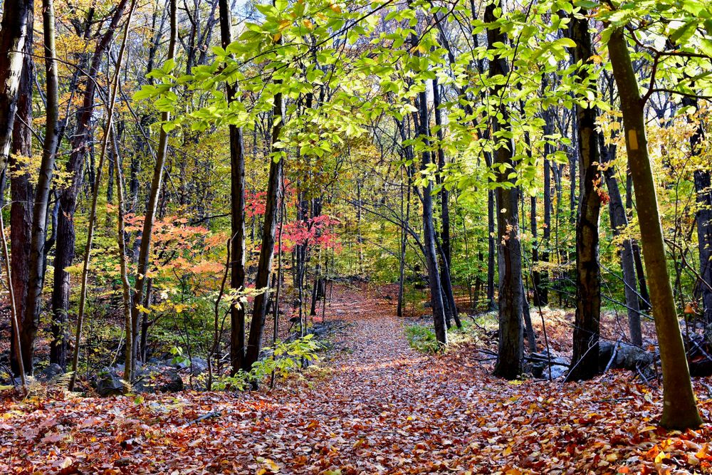 Fall hike at Carlstrom Memorial Forest