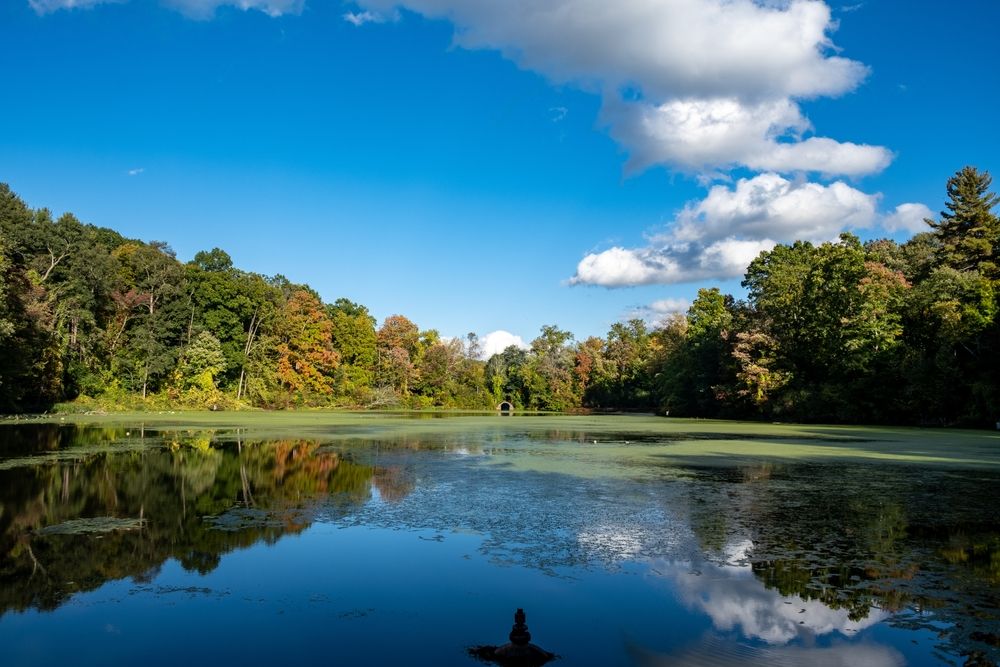 The waters of Forest Park