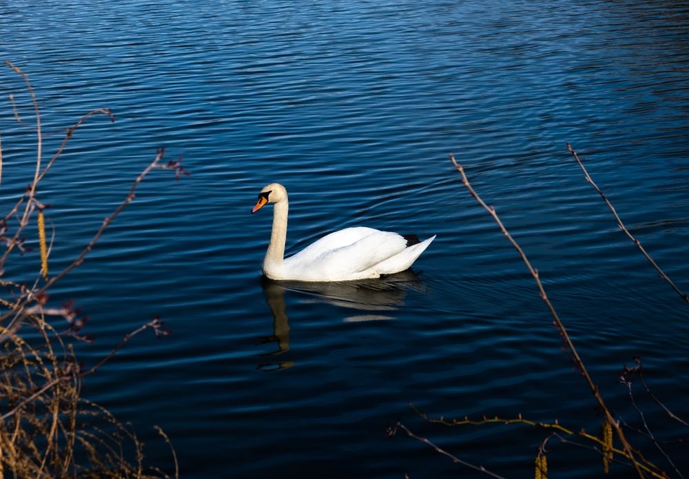 A swan at Forest Park