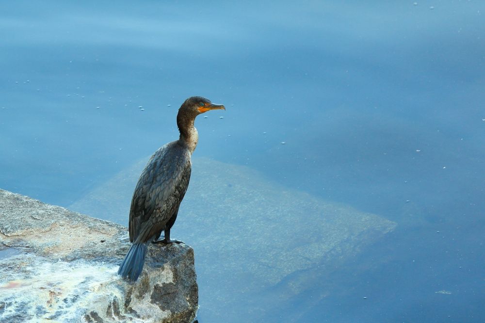 A bird near the waters of Wachusett Reservoir