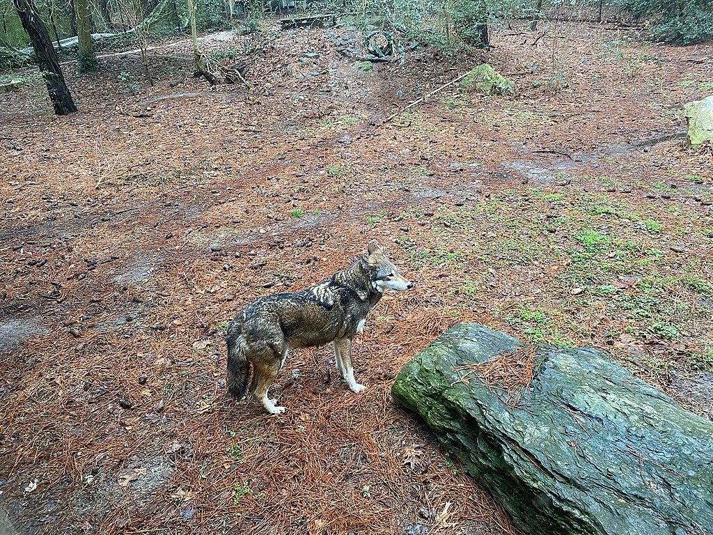 A wolf at Salisbury Zoo