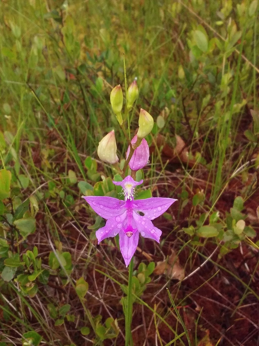 Wildflower at Saco Heath Preserve