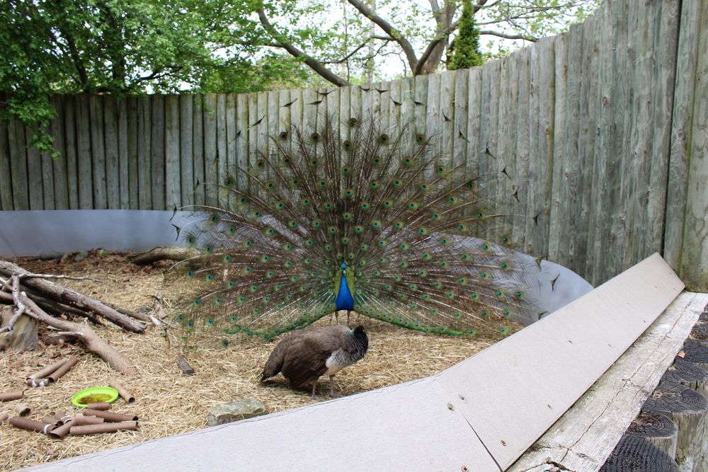 A peacock at Saginaw Children’s Zoo