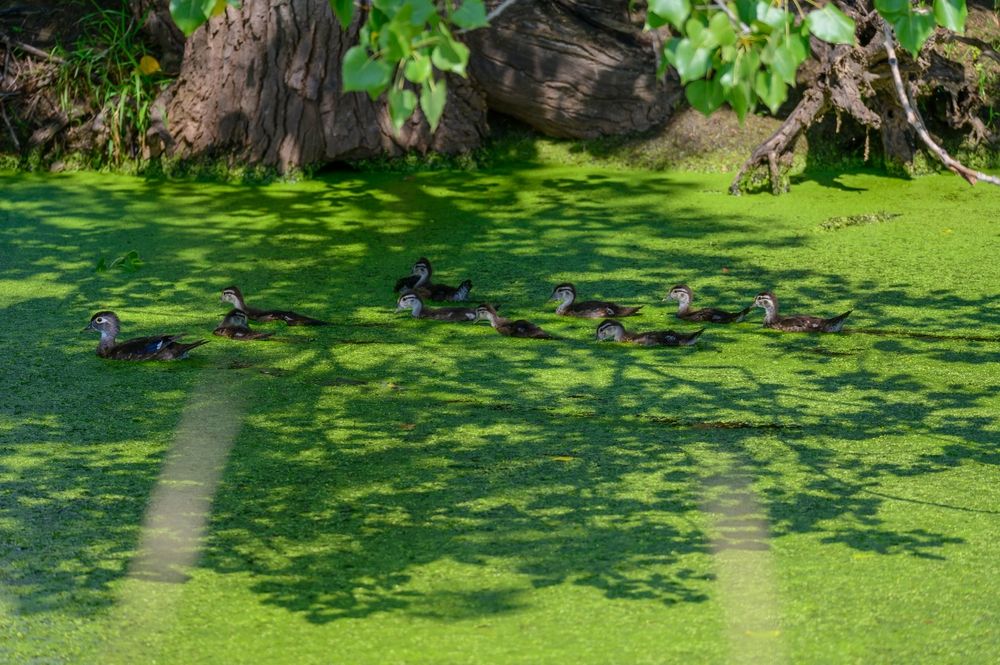 Ducks at Shiawassee National Wildlife Refuge