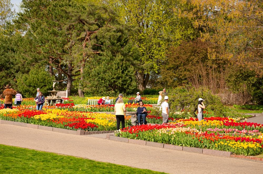 People admiring Minnesota Landscape Arboretum's tulips
