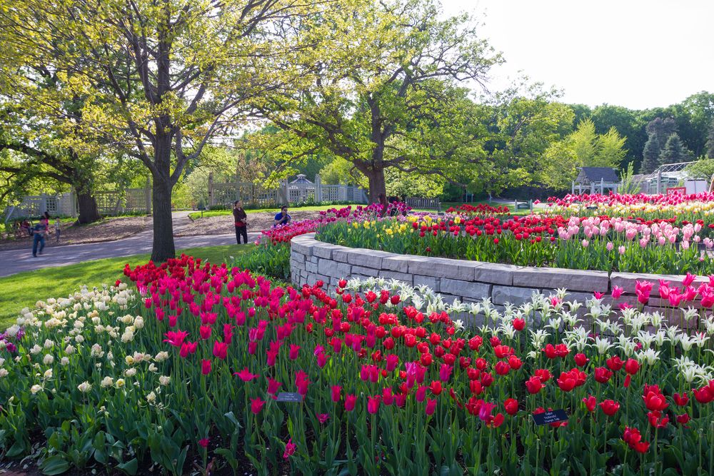 Vibrant tulips in Minnesota Landscape Arboretum