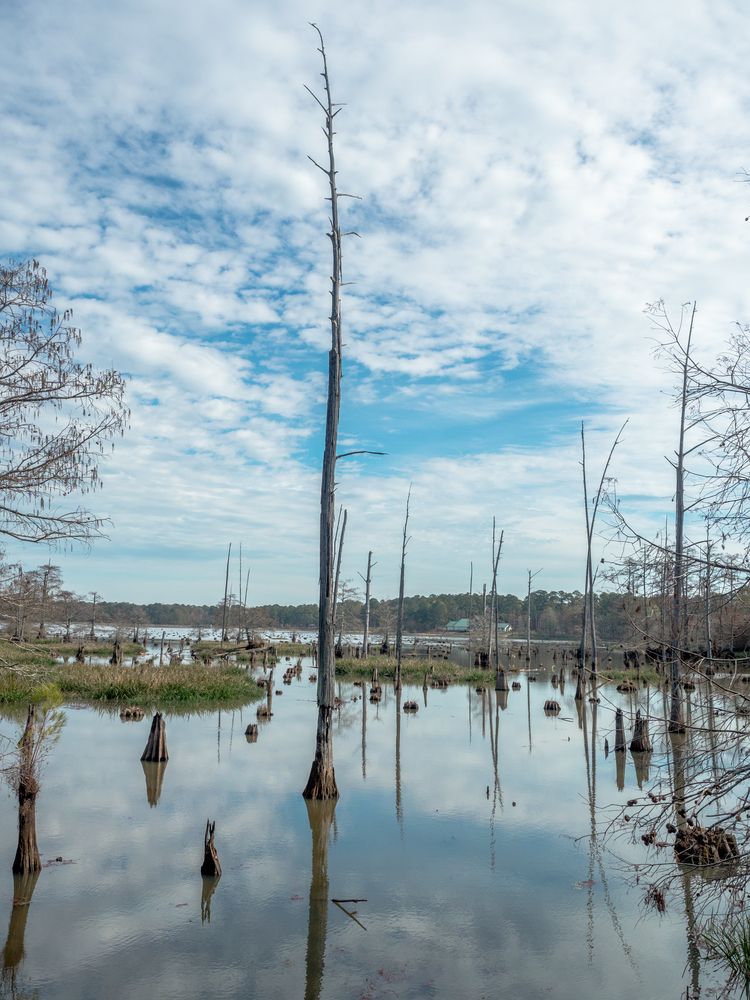 Cypress trees on the waters of Noxubee National Wildlife Refuge