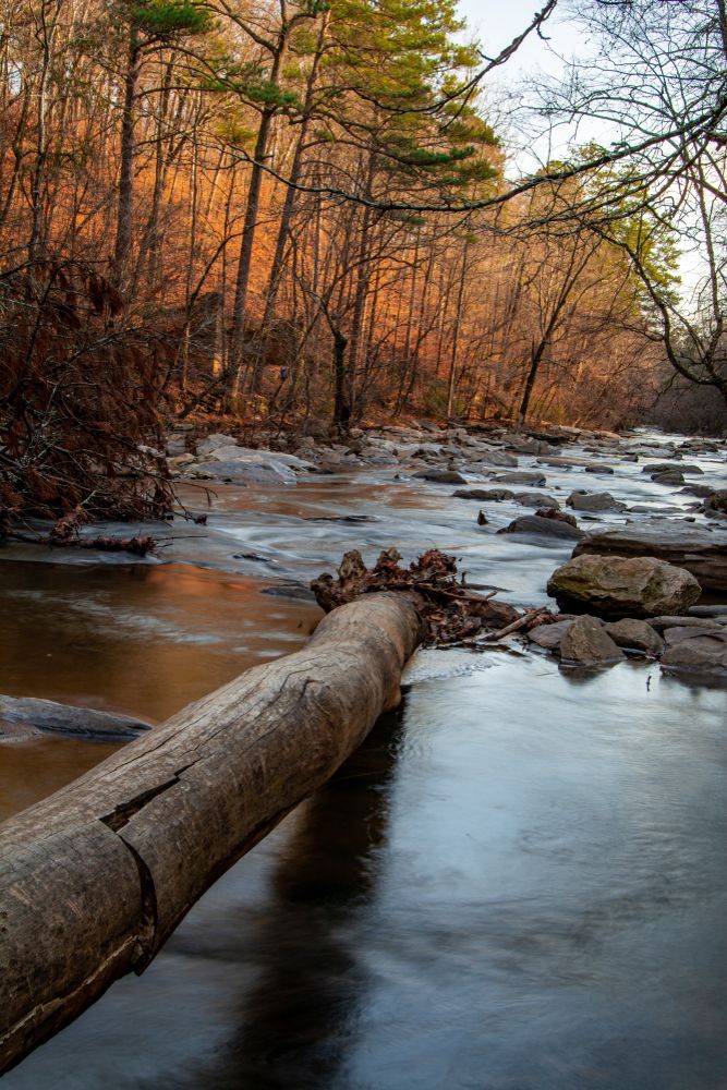 Tree log on a body of water at Serene Sope Creek