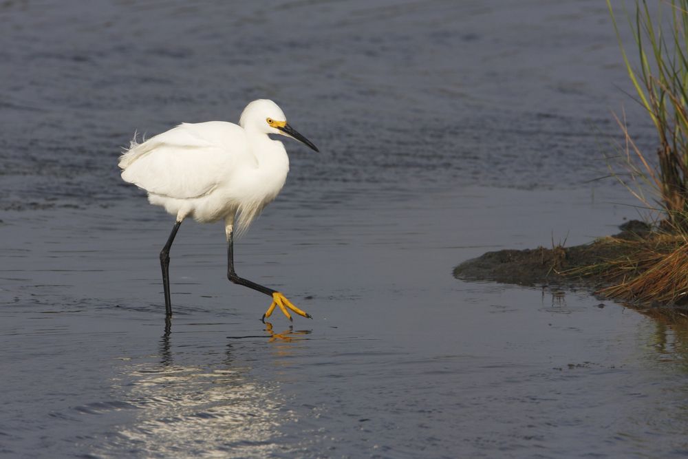 Snowy egret at Edwin B. Forsythe National Wildlife Refuge
