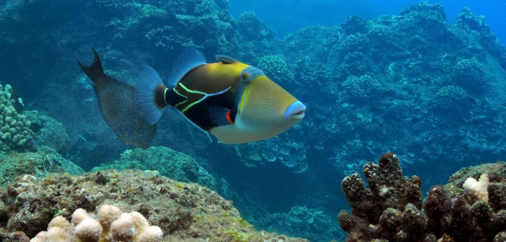 Picasso Triggerfish at Black Rock