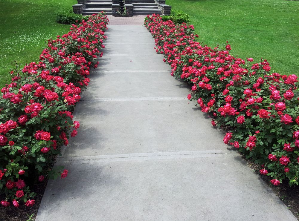 Trail lined with flowers at Central Park Rose Garden