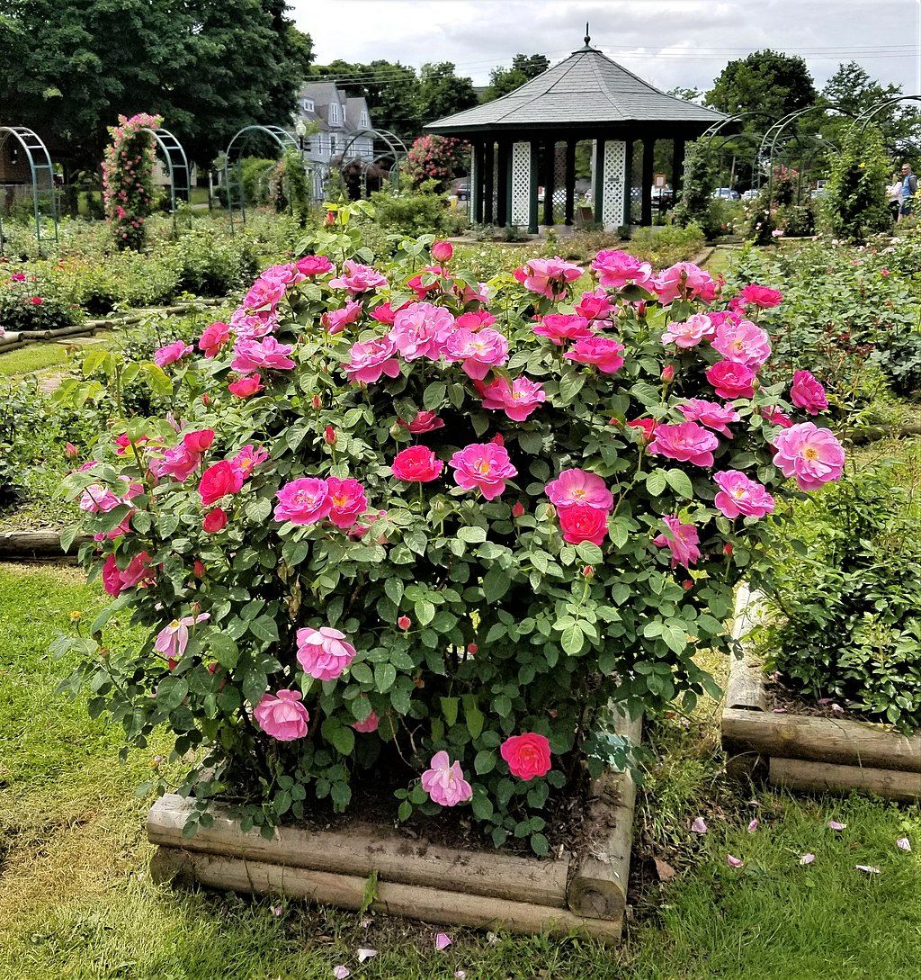Flowers at E.M. Mills Rose Garden