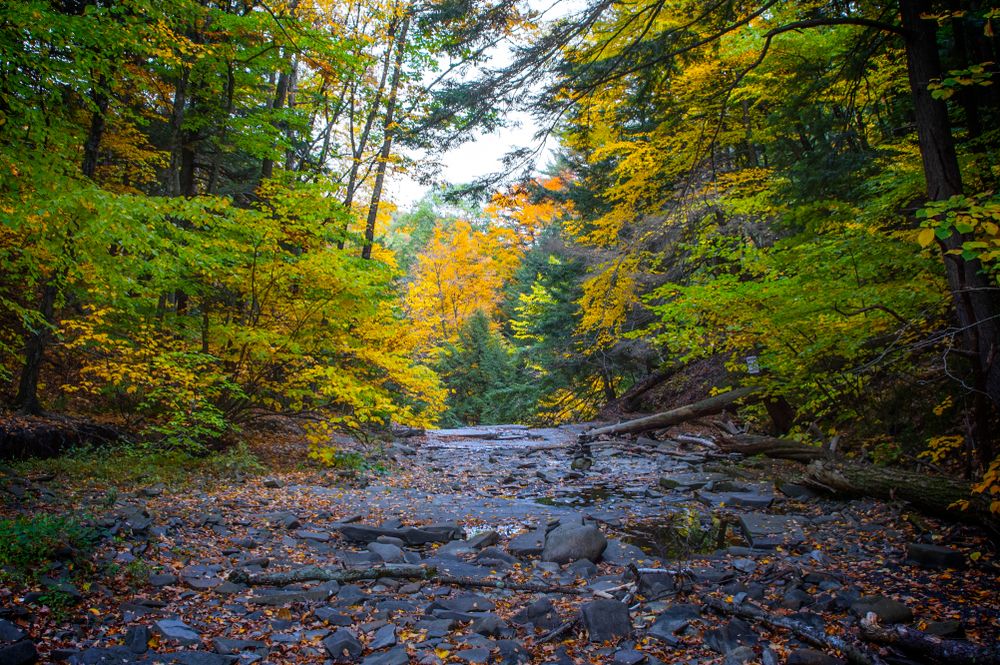 Trail at Plotter Kill Preserve