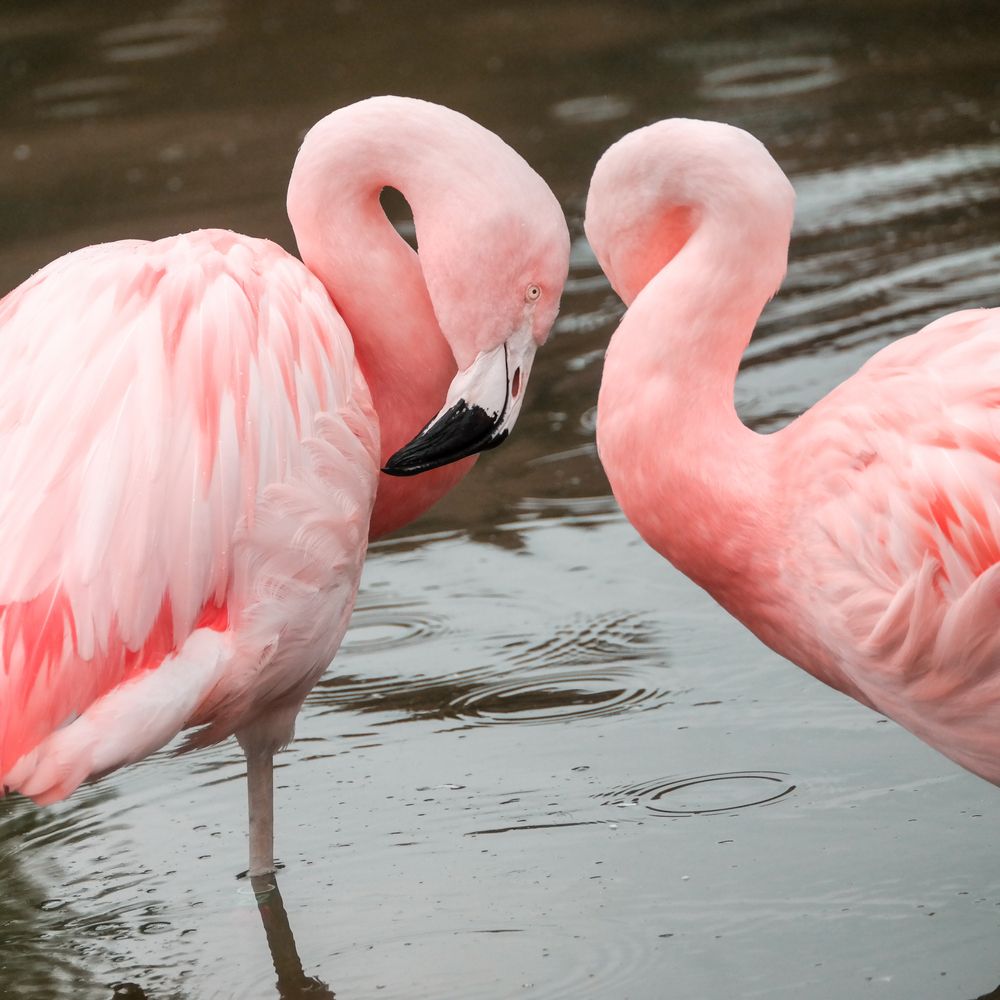 Flamingos at Rosamond Gifford Zoo