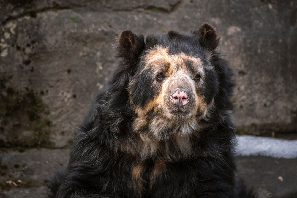 A bear at Rosamond Gifford Zoo