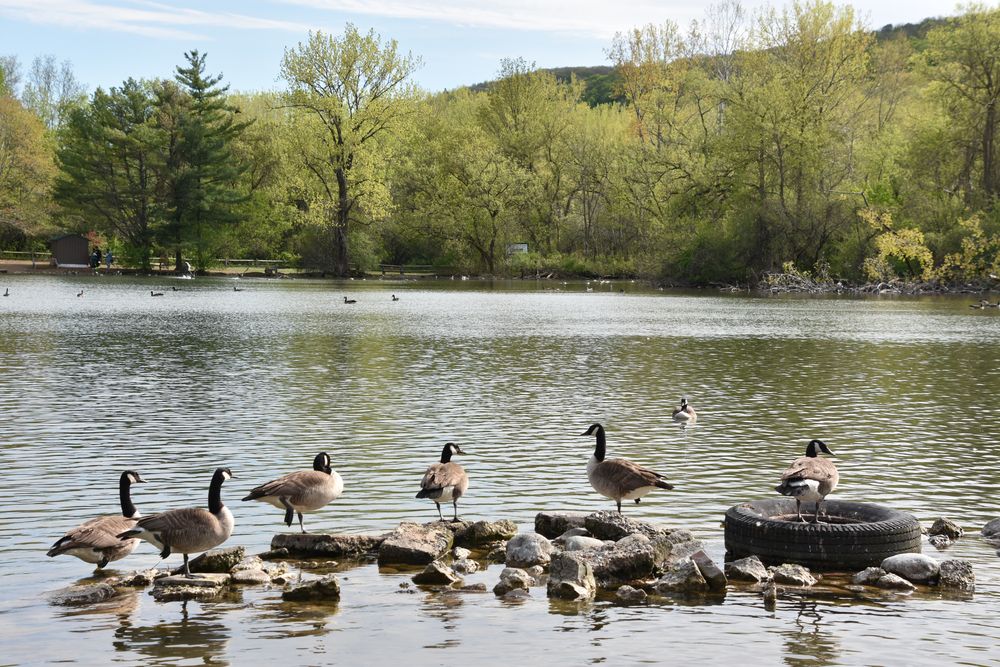 Geese at Webster Pond