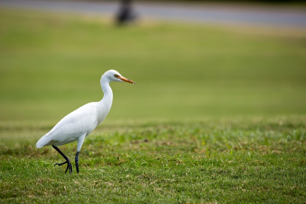 Cattle Egret in a Golf Course in Kaanapali