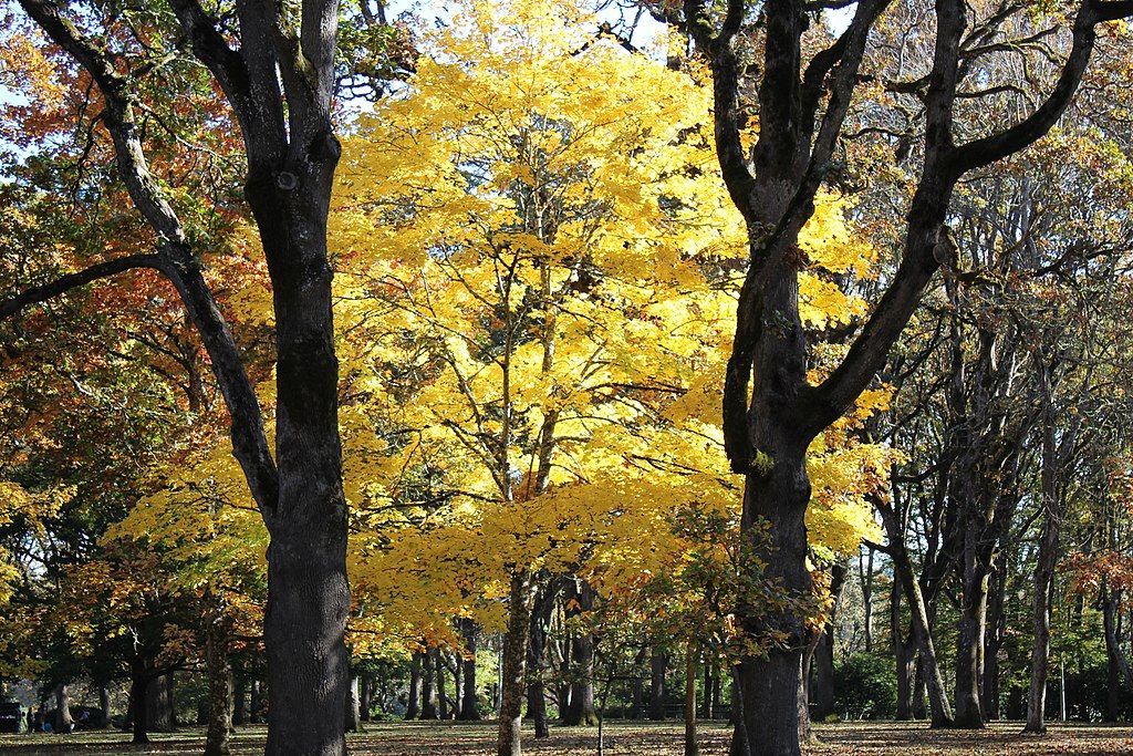 Fall scene at Bush's Pasture Park