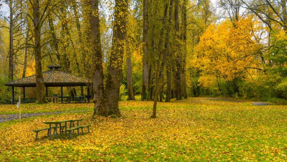 Picnic area at Minto-Brown Island Park