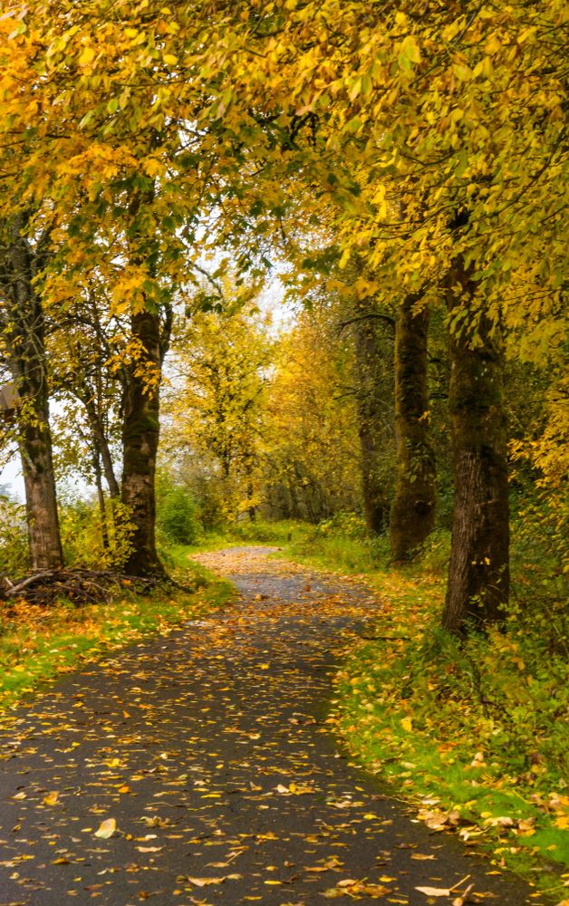 Foliage on Minto-Brown Island Park's trail