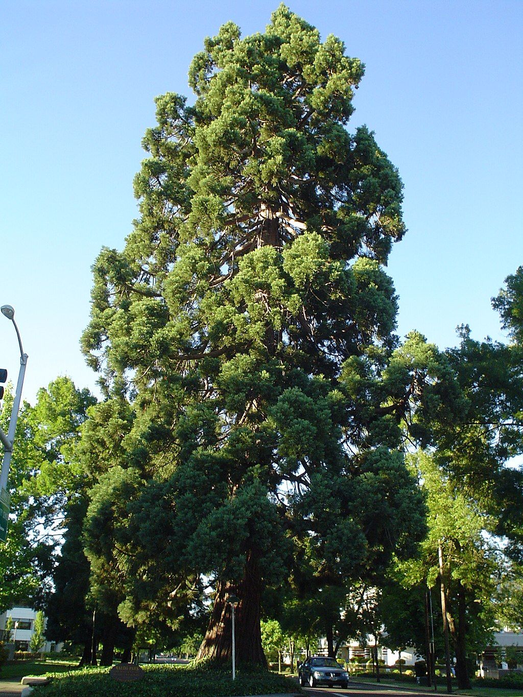 The tall tree at Waldo Park