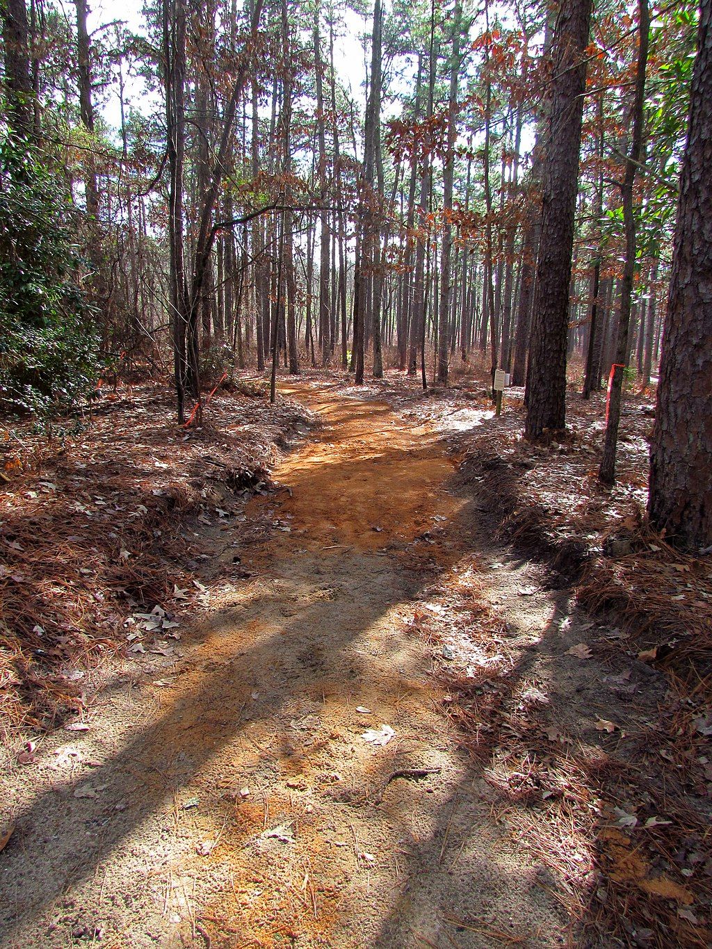 Dried leaves framing the trails of weymouth woods nature preserve.