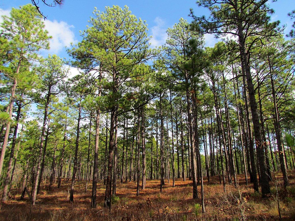 Tall, green trees lined up on a sunny day.