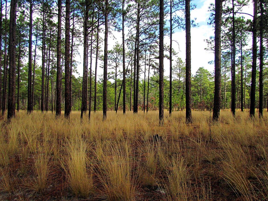 Skinny trees with dried grass.