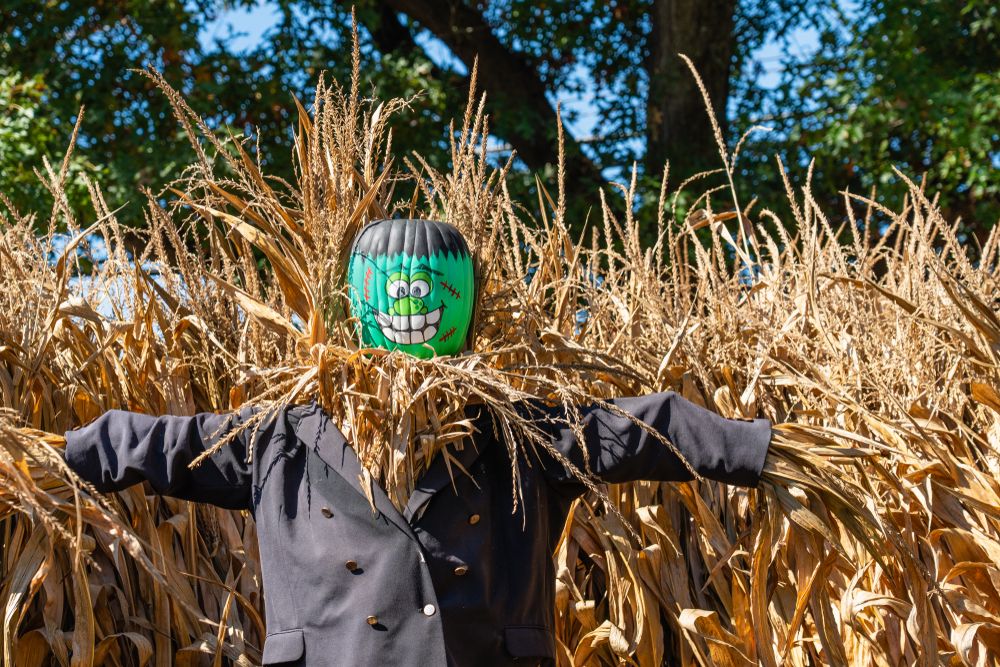 A scarecrow at Merrymead Farm
