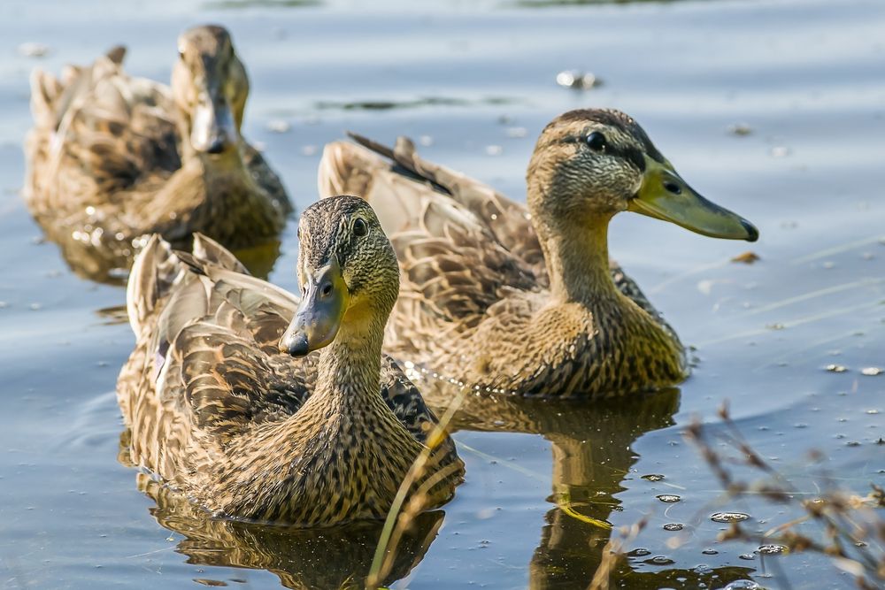 Ducks at Carson Park