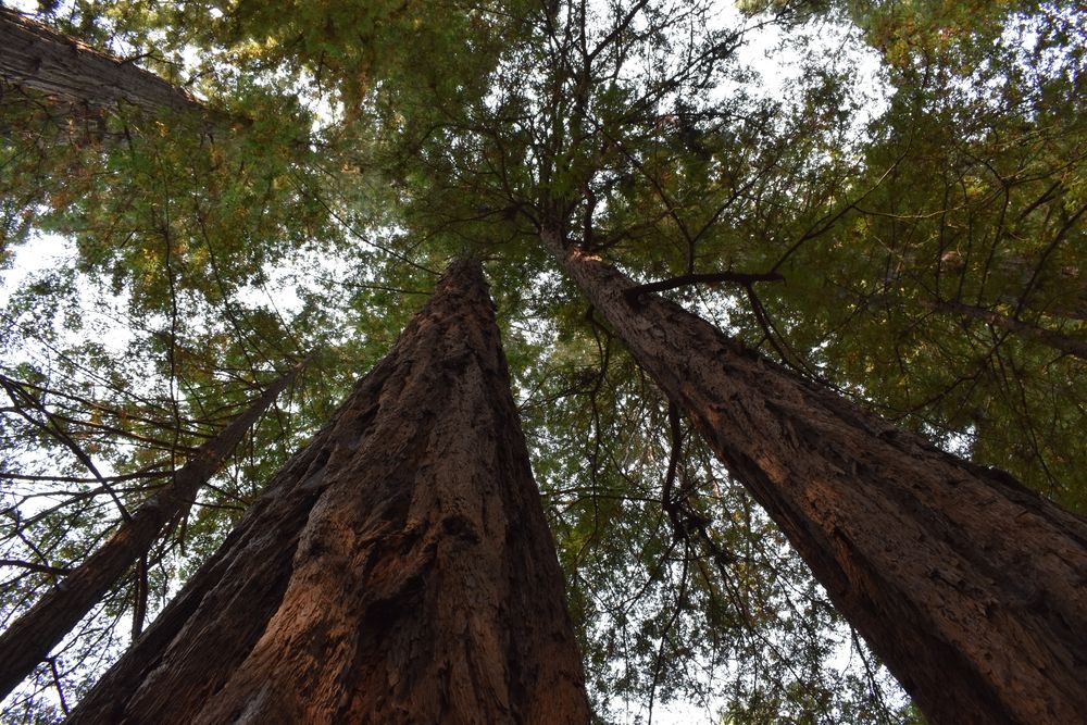 Old trees at Armstrong Redwoods State Park
