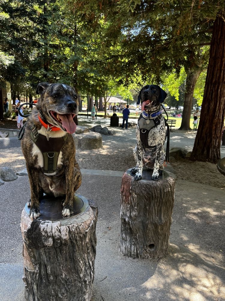 Dogs at Howarth Park