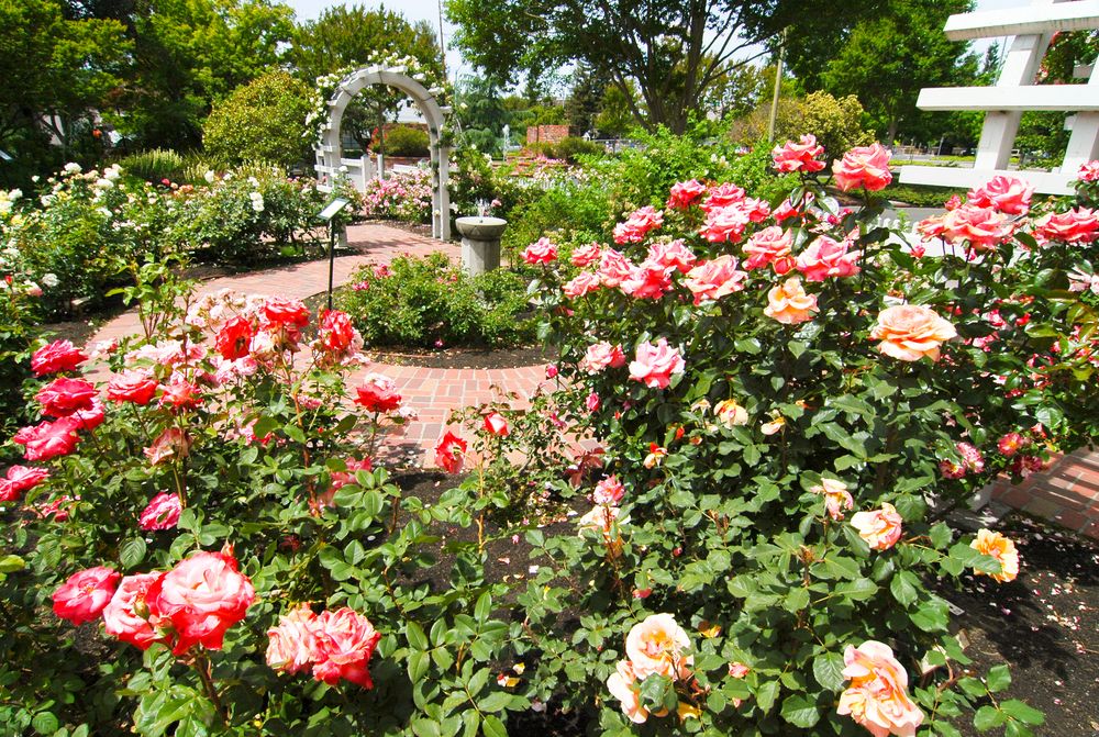 Flowers at Luther Burbank Home and Gardens
