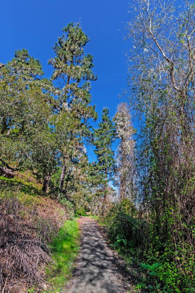 Walkway at Santa Rosa Creek Trail
