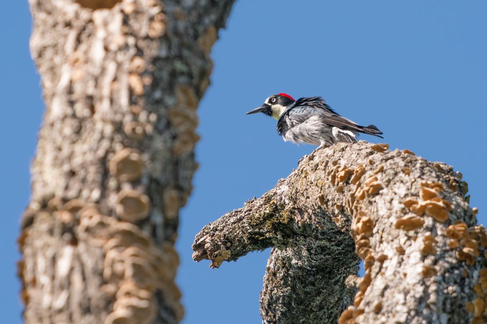 A bird perched on a tree at Trione-Annadel State Park