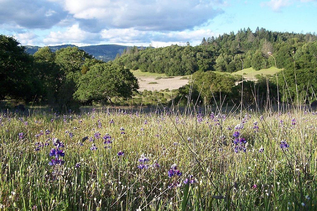 Landscape of Trione-Annadel State Park