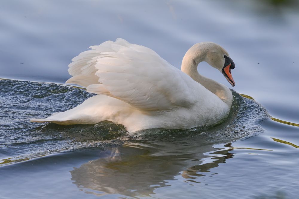 A swan on the waters of Trione-Annadel State Park