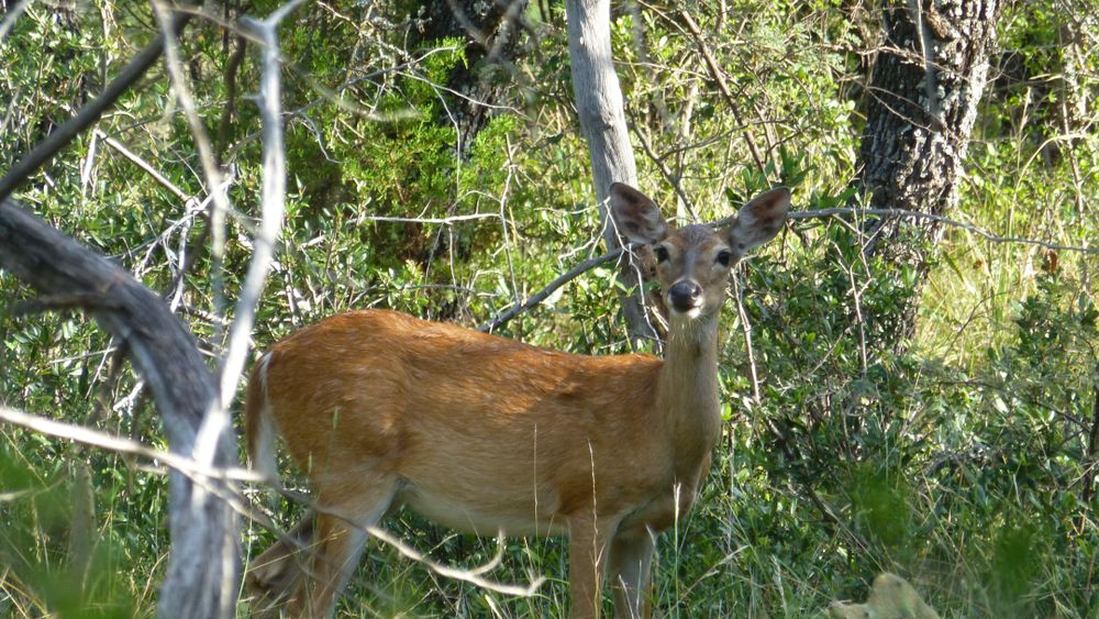 A deer at Colorado Bend State Park