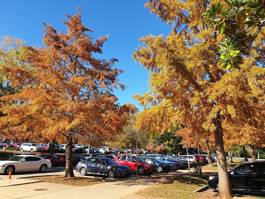 Sunny day at Grant Park