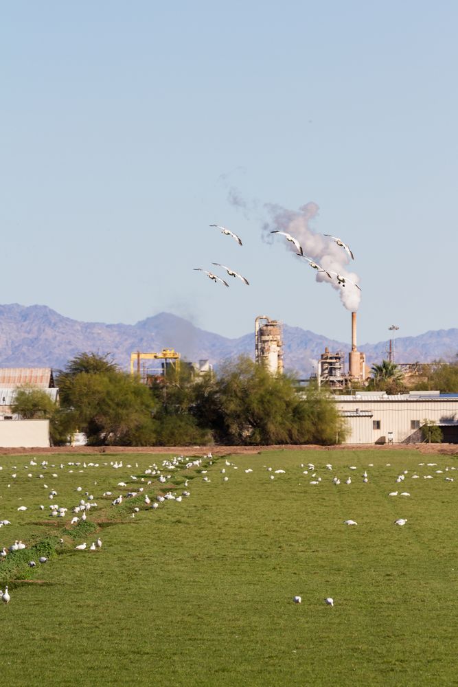 The grounds of Sonny Bono Salton Sea National Wildlife Refuge