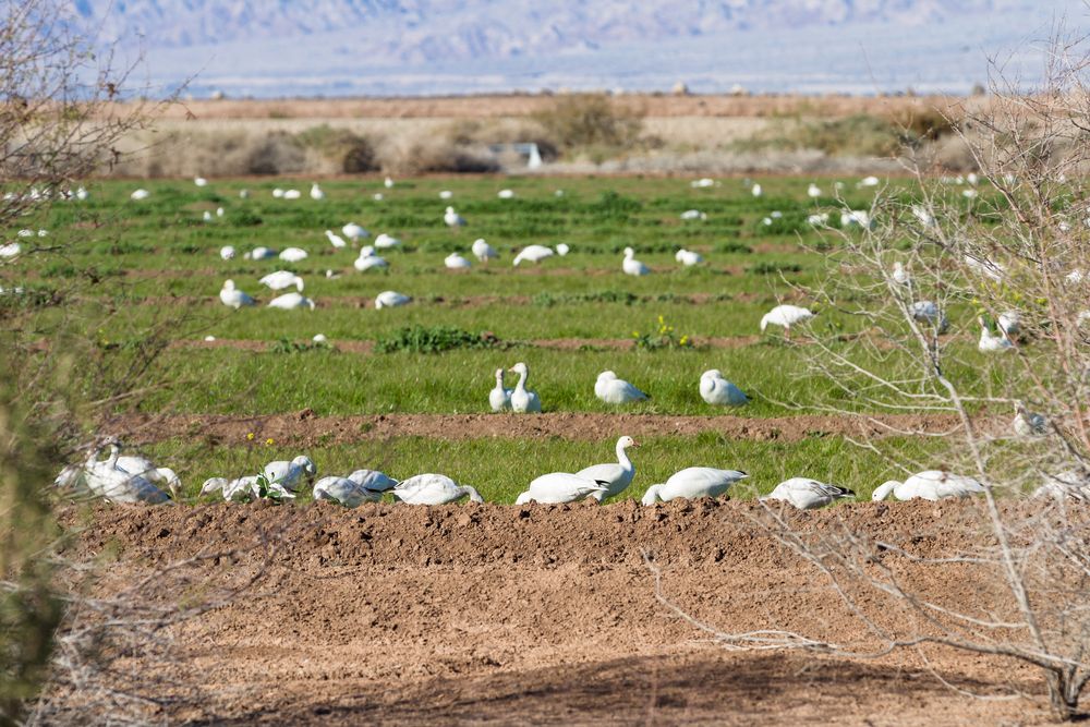 Geese at Sonny Bono Salton Sea National Wildlife Refuge