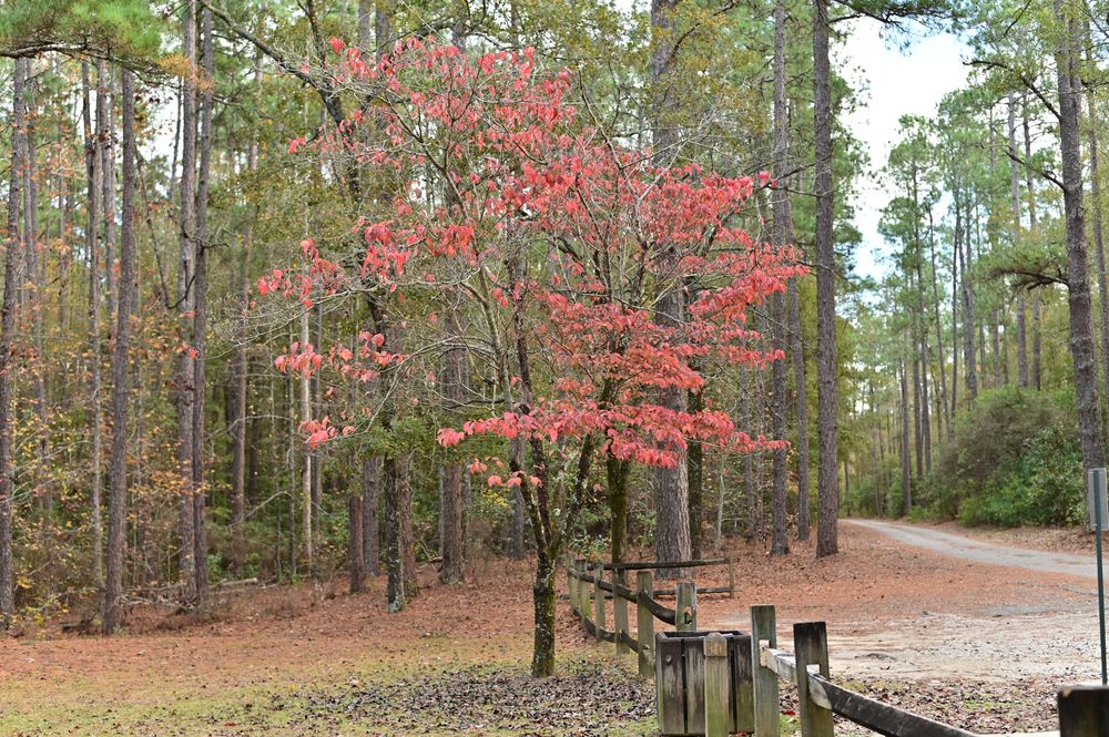 Scenic view of Aiken State Park