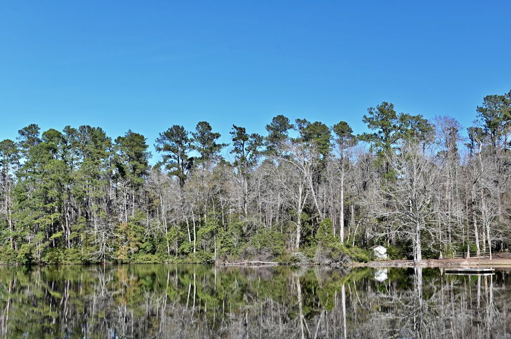 Trees surrounding Barnwell State Park's water