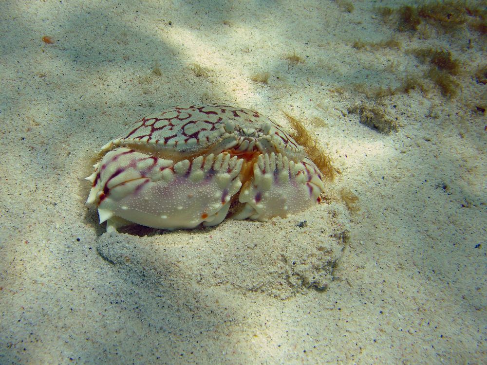 Flame box crab in Coki Beach