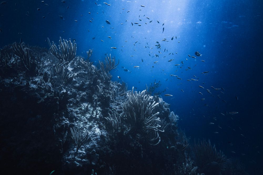 Scenic underwater view at cow rock