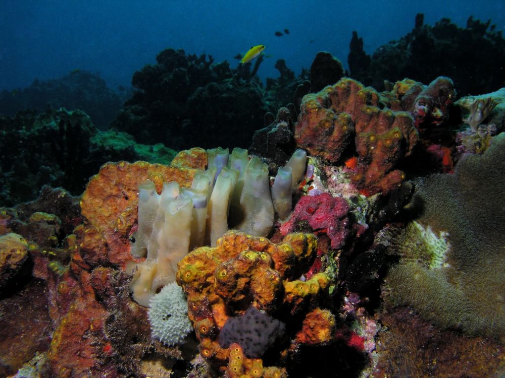 Sponge seascape at St Thomas