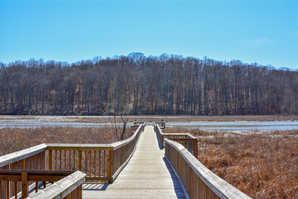 A boardwalk at Government Island