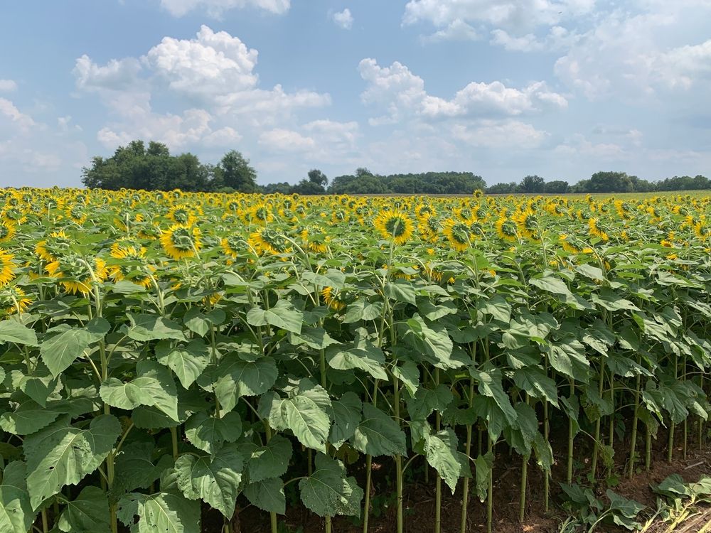 Sunflower farm at Sam Davis Home